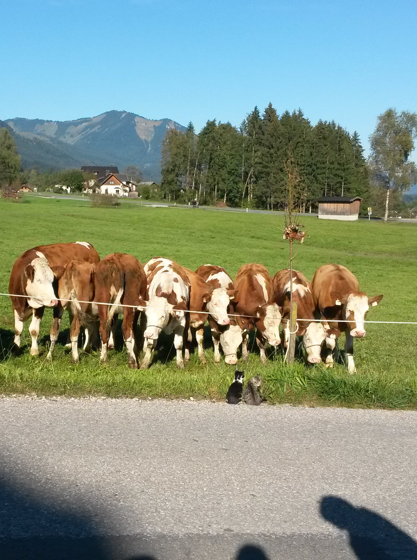 Kuhherde