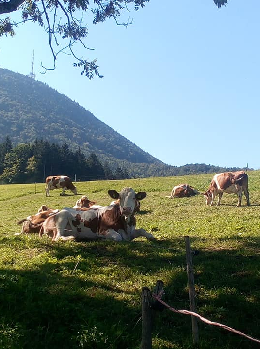 Rinderherde im Freigang