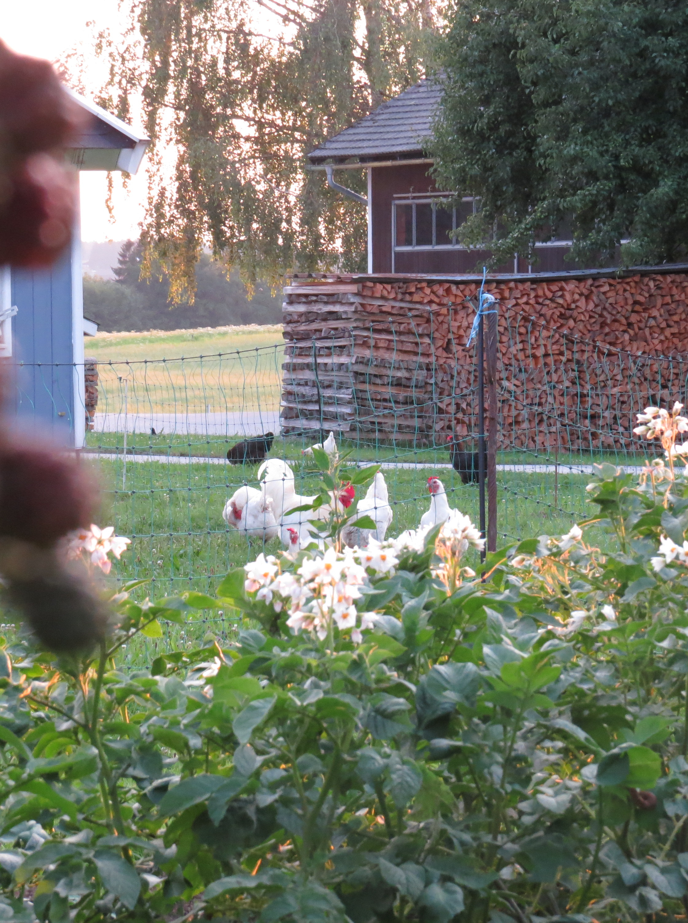 Zweinutzungsrasse Huhn 