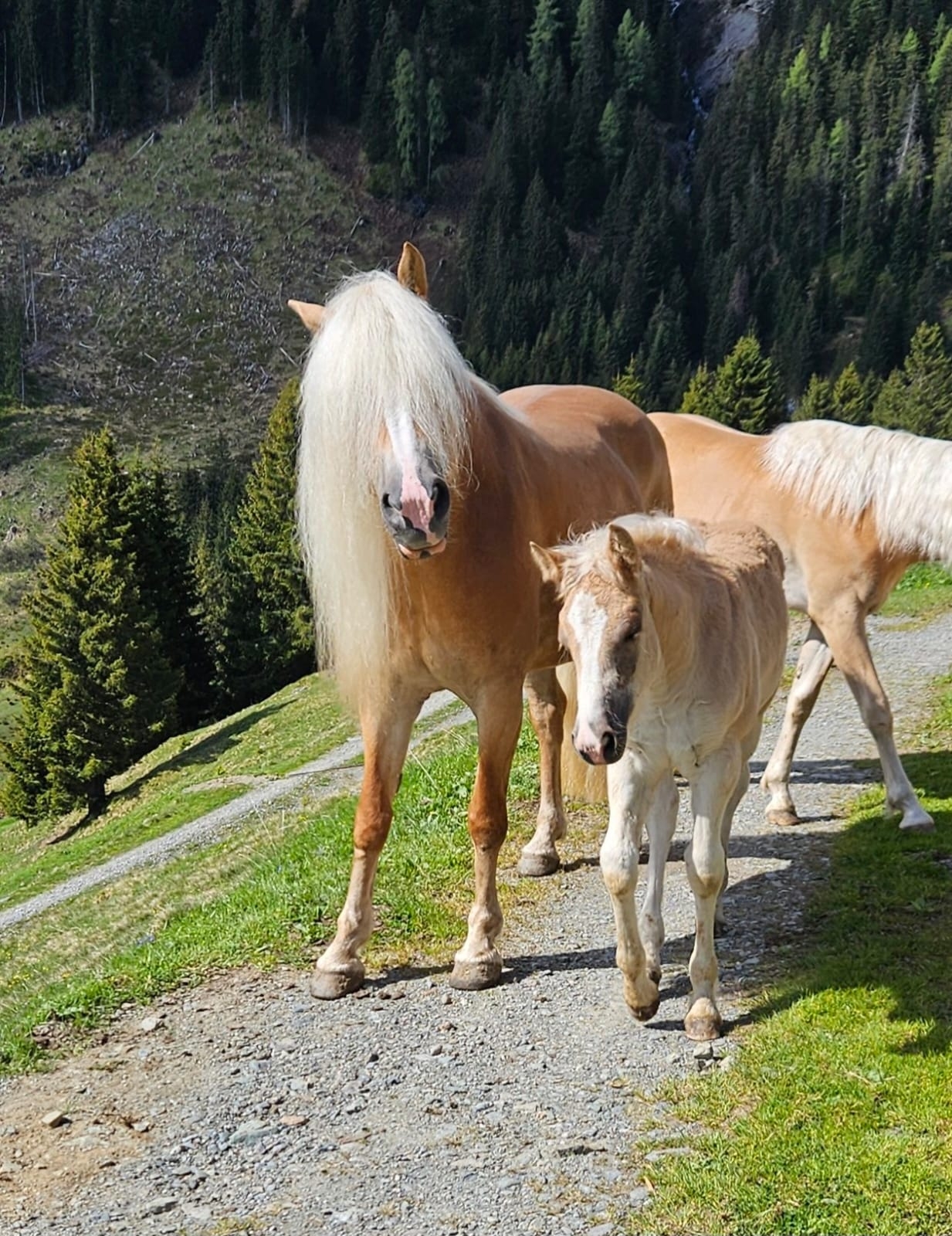 Haflinger